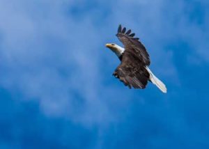 Projects - Bald Eagle Population Monitoring