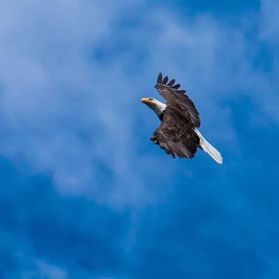 Projects_Bald Eagle Population Monitoring Projects - Bald Eagle Population Monitoring