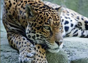 Projects - Carnivore Conservation in Northern Mexico