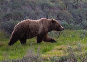 Projects - Conserving Grizzly Bears in Contested Landscapes