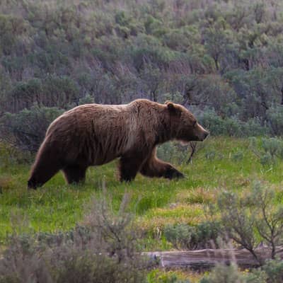 Projects - Conserving Grizzly Bears in Contested Landscapes