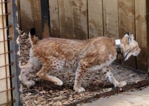 Projects - Improving Large Carnivore Conservation in Europe