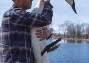 Projects - Northern Rockies Trumpeter Swan Stewards