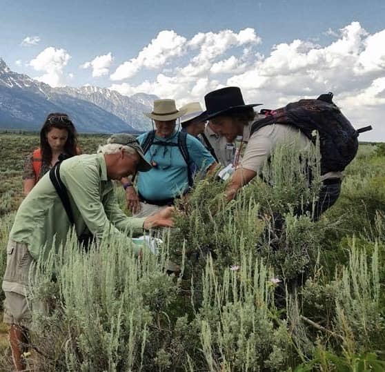 Projects - Phenology Shifts in the Tetons