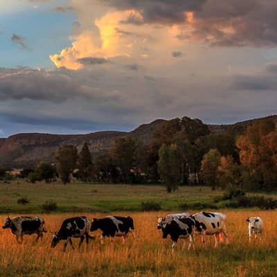Projects_The Mountain Livestock Cooperative Projects - The Mountain Livestock Cooperative