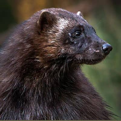 Projects - Wolverine Ecology and Conservation